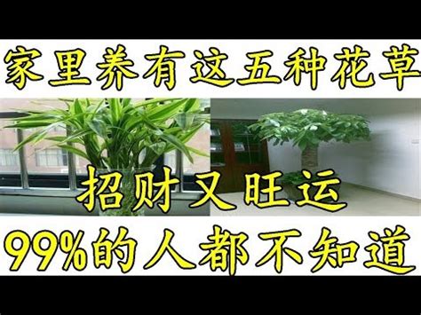 家裏放什麼花好